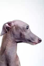 Italian Greyhound