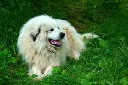 Great Pyrenees