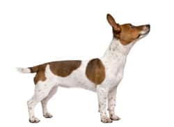 jack russell terrier smart ranking