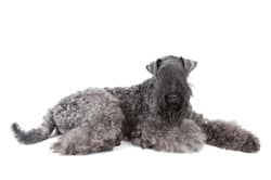 Kerry Blue Terrier Kerry Blue Terrier