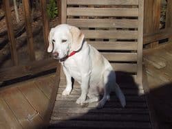 Sad yellow lab outdoors on chair