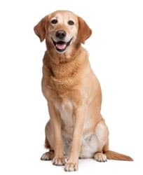 Labrador sitting