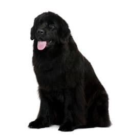 Large Black Newfoundland Dog