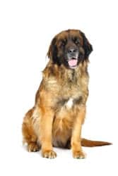 Leonberger