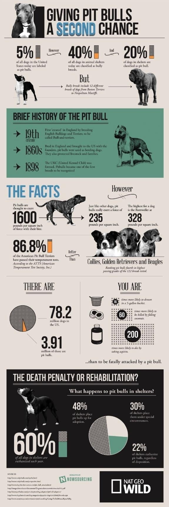 Pit Bull Facts and Why We Love This Breed | CanineJournal.com