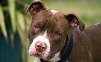 Pit Bull Dog black with white nose face