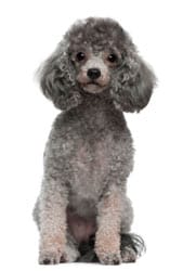 Gray Poodle