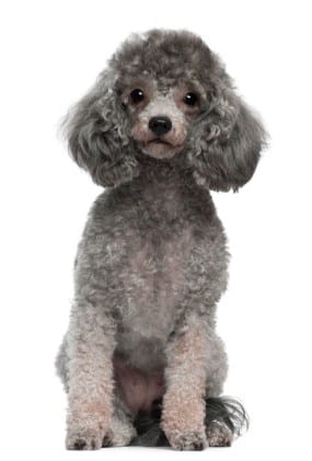 grey mini poodle