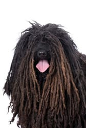 Puli Dog