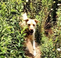 Lab walking in grass