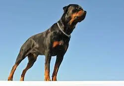 Rottweiler standing fierce