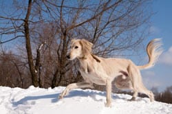 Saluki