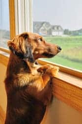 Dachshund on window