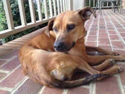 Brown Shelter Dog Lily