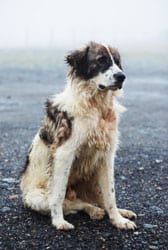 Stray Dog Stray Dog