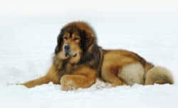 Tibetan Mastiff