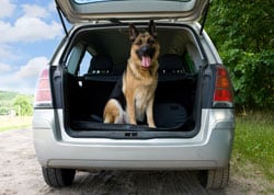 Dog riding in the back of a car