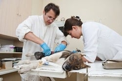 Vet performing surgery on dog