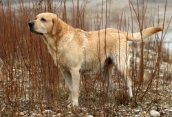 Golden Retriever in field