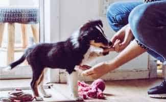 Cute puppy training paw command chewing kibble