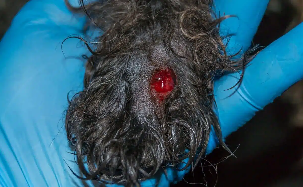 infected cyst on dog