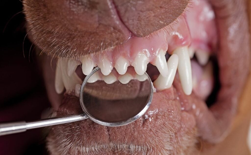 Inspecting dog teeth with dental mirror.