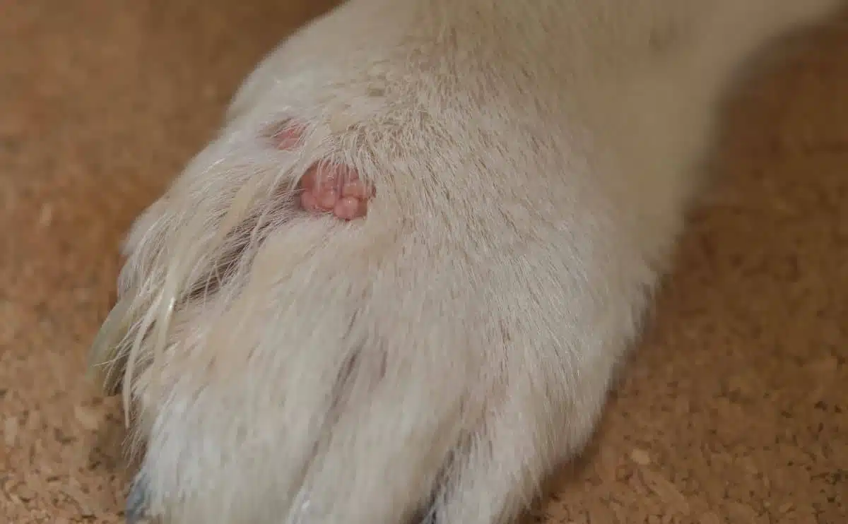 interdigital cyst on dog