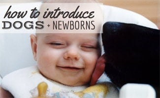 Dog licking baby's face: How to Introduce Dogs and Newborns