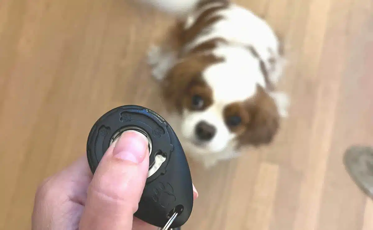 Holding a clicker in front of a Cavalier sitting on the floor.