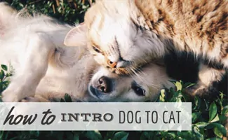 Dog and cat snuggling in the grass (Caption: How To Intro Dog To Cat)