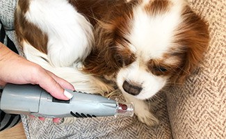 Introducing a dog To a nail grinder