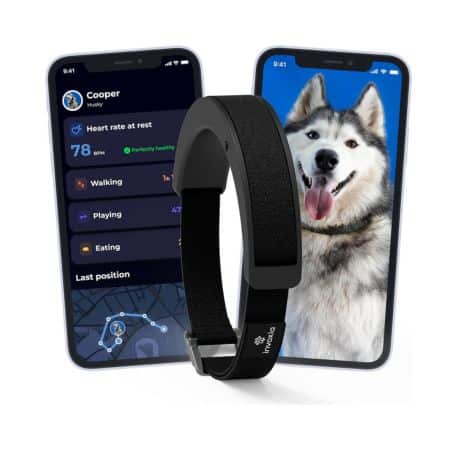 Invoxia Smart Dog Collar