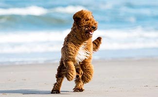 Irish Doodle running on beach