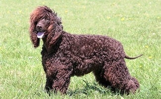 Irish Water Spaniel