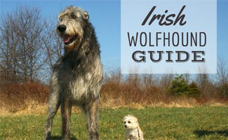 Irish Wolfhound in field with small white dog (caption: Irish Wolfhound Guide)