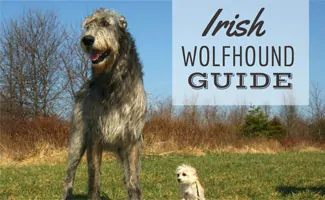 how much does an irish wolfhound cost