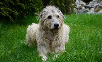 Irish Wolfhound sitting in grass