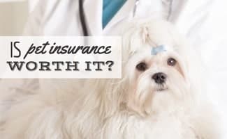 Is Pet Insurance Worth It? A Comprehensive Guide