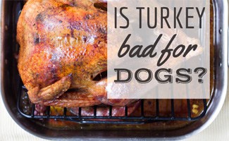 are turkey bad for dogs