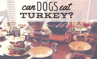 is turkey bad for dogs is turkey bad for dogs caninejournal is turkey bad for dogs is turkey bad for dogs caninejournal