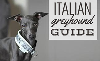 Italian Greyhound (Caption: Italian Greyhound Guide)