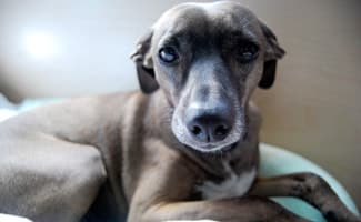 The Italian Greyhound The Italian Greyhound