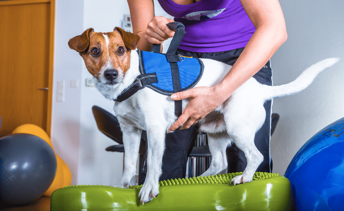 Jack Russel Terrier in dog therapy