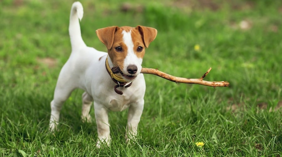 Jack Russell Terrier standing in grass with a stick in mouth