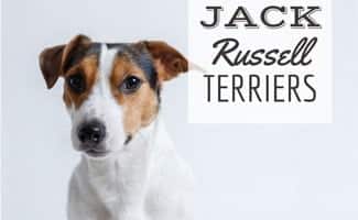 spotted jack russell