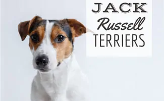 Jack Russell Terrier (Caption: Jack Russell Terriers)