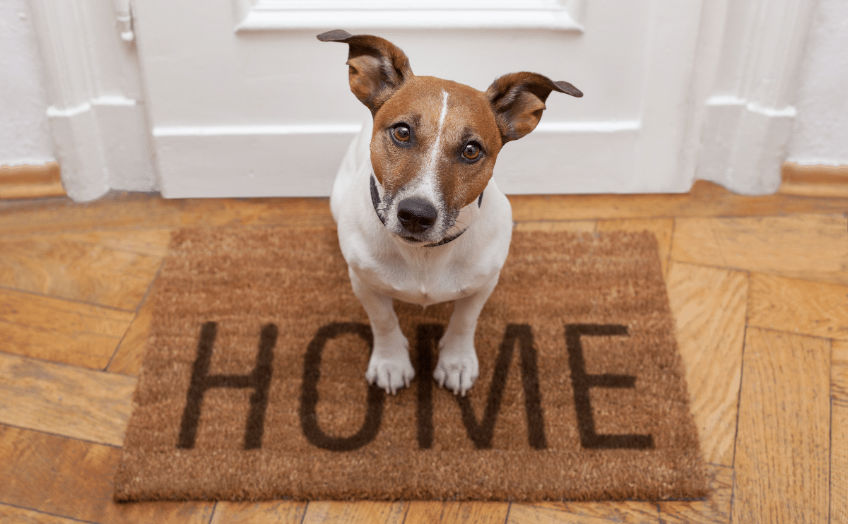 Jack Russell Terrier sitting on home doormat looking up