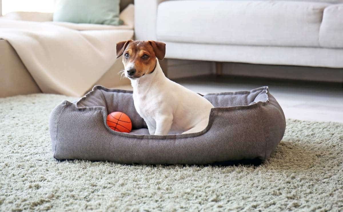 Jack Terrier sitting in a dog bed in living room.