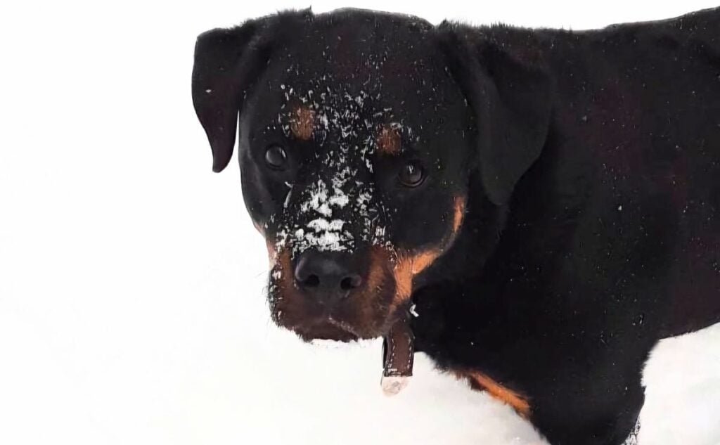 Jade the Rottweiler standing in the snow.