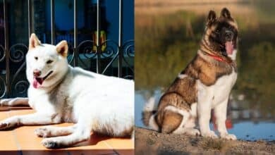 Japanese and American Akita side by side.